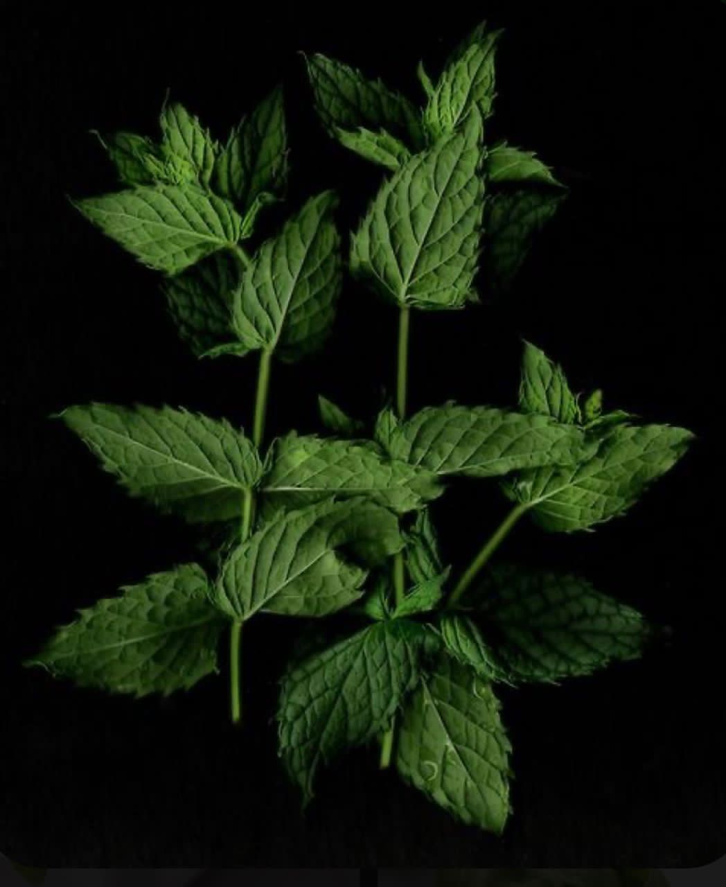 MINT