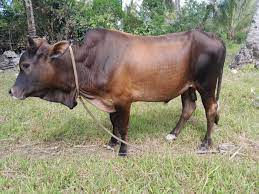 Lembu Korban Gred A