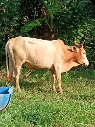 Lembu Korban Gred B