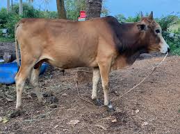 Lembu Korban Gred C