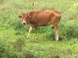 Lembu Korban Gred E