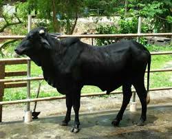 Lembu Korban Gred D