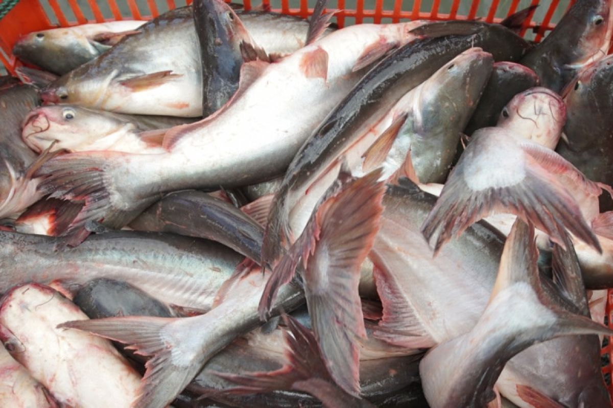 Patin